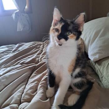 Moose Tracks -  Domestic Medium Hair Cat for Adoption in West Mifflin, Pennsylvania - Moose Tracks | PetCurious