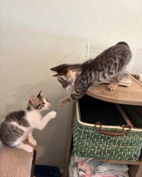 Kaydence -  Tabby and Domestic Short Hair Cat for Adoption in Campbell, California - Kaydence | PetCurious