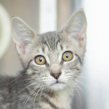 Noodle -  Domestic Short Hair Cat for Adoption in Middletown, Rhode Island - Noodle | PetCurious