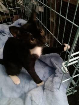 Dolly the Sweetie -  Domestic Short Hair Cat for Adoption in Oviedo, Florida - Dolly The Sweetie | PetCurious
