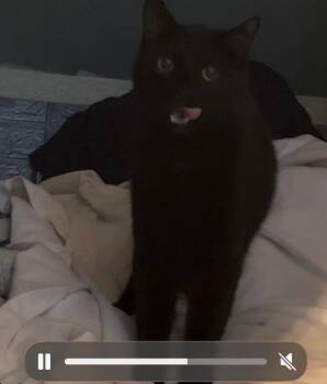 Tulip and Rhodes -  Domestic Short Hair Cat for Adoption in Maryville, Tennessee - Tulip And Rhodes | PetCurious