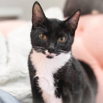Markus -  Domestic Short Hair Cat for Adoption in St. Augustine, Florida - Markus | PetCurious