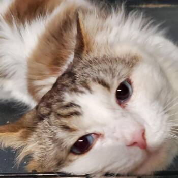 Ragdoll and Siamese Cats Available for Adoption in Moses Lake, Washington - Griffon | PetCurious