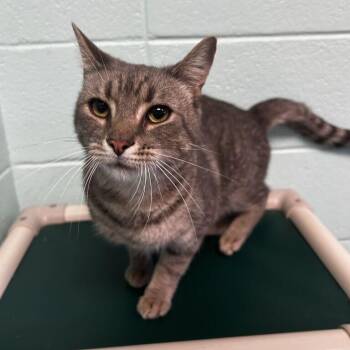 Boosfer -  Domestic Short Hair and Mixed Breed Cat for Adoption in Spruce Pine, North Carolina - Boosfer | PetCurious