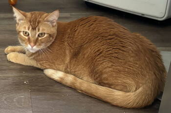 Rescue Domestic Short Hair and Tabby Cats for Adoption in Vacaville, California - Carrot Cake | PetCurious