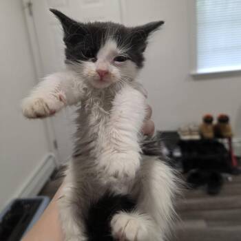 Domestic Long Hair Cats Available for Adoption in Mastic, New York - Enoch | PetCurious