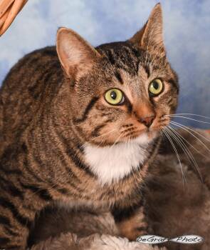 Teddy -  Domestic Short Hair Cat for Adoption in Pittsboro, North Carolina - Teddy | PetCurious