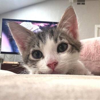 A1047646 Pickles -  Domestic Short Hair Cat for Adoption in Pleasant Hill, California - A1047646 Pickles | PetCurious