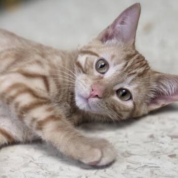 Rescue Domestic Short Hair Cats for Adoption in Brooks, Alberta - Blanche | PetCurious