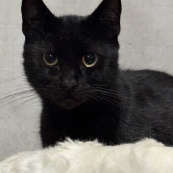 Knightrider and Midnight -  Domestic Short Hair Cat Available for Adoption in Lee