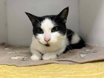 Rosalie -  Domestic Short Hair Cat for Adoption in Delson, Quebec - Rosalie | PetCurious