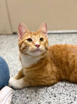 Domestic Short Hair Cats Available for Adoption - Finnegan | PetCurious