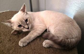 Mocha -  Domestic Short Hair and Siamese Cat for Adoption in Glendale, Arizona - Mocha | PetCurious