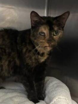 Babygirl -  Domestic Short Hair Cat for Adoption in Gainesville, Florida - Babygirl | PetCurious