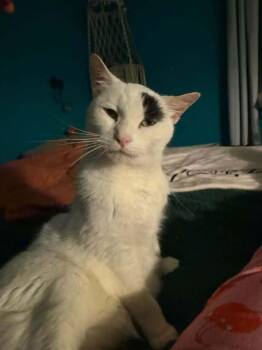 Patch -  Domestic Short Hair Cat for Adoption in Chicago, Illinois - Patch | PetCurious