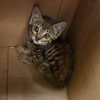 Maple -  Domestic Short Hair Cat for Adoption in Columbus, Georgia - Maple | PetCurious