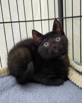 Inka -  Domestic Short Hair Cat for Adoption in Novato, California - Inka | PetCurious