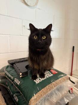 Thomas -  Domestic Long Hair Cat for Adoption in Ferndale, Michigan - Thomas | PetCurious