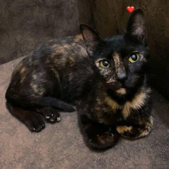 Lola -  Domestic Short Hair Cat for Adoption in Brampton, Ontario - Lola | PetCurious