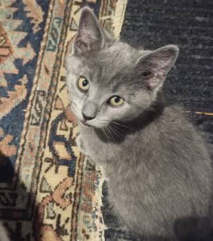 Ranbir -  Domestic Short Hair Cat for Adoption in Vaughan, Ontario - Ranbir | PetCurious