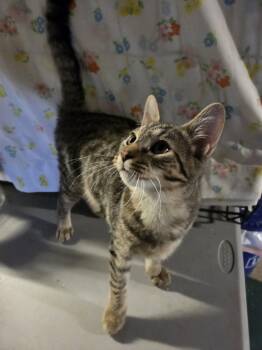 Beans -  American Shorthair Cat for Adoption in Elmira, New York - Beans | PetCurious