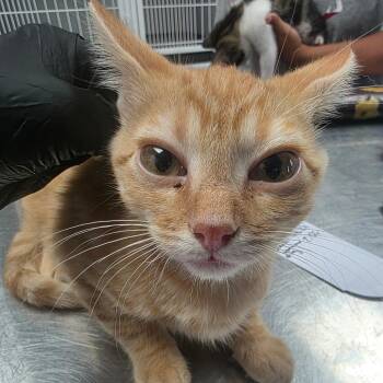 Sparrow -  Domestic Short Hair Cat for Adoption in Duncan, Oklahoma - Sparrow | PetCurious