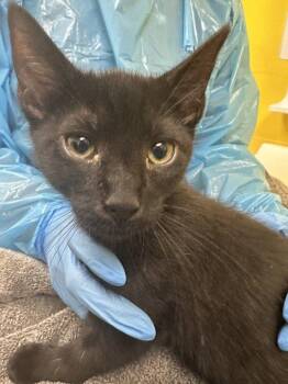 Lunedi -  Domestic Short Hair Cat for Adoption in Raleigh, North Carolina - Lunedi | PetCurious