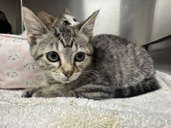 Emily Dickinson -  Domestic Short Hair Cat for Adoption in Memphis, Tennessee - Emily Dickinson | PetCurious