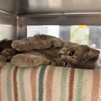 Domestic Short Hair Cats Available for Adoption - Kate | PetCurious