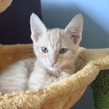 Simon -  Domestic Short Hair Cat for Adoption in Tustin, California - Simon | PetCurious
