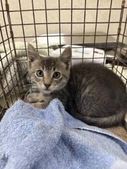 Jeffrey -  Domestic Short Hair Cat for Adoption in Honolulu, Hawaii - Jeffrey | PetCurious