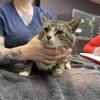 Agamemnon -  Domestic Short Hair Cat for Adoption in Madison, Wisconsin - Agamemnon | PetCurious