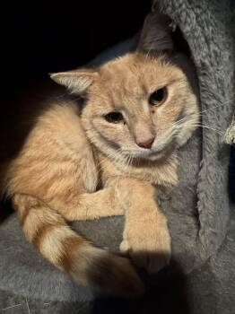 Rescue American Shorthair Cats for Adoption - Blaze | PetCurious