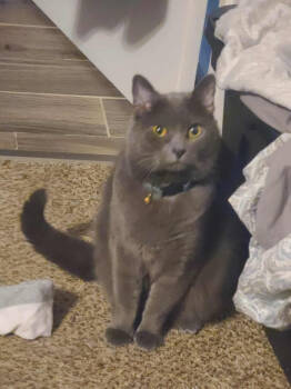 Rescue British Shorthair Cats for Adoption in Bloomington, Indiana - Salem | PetCurious