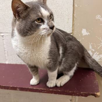 Domestic Short Hair Cats Available for Adoption - Patton | PetCurious