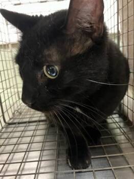 FREADY -  Domestic Short Hair Cat for Adoption in Jacksonville, Florida - FREADY | PetCurious