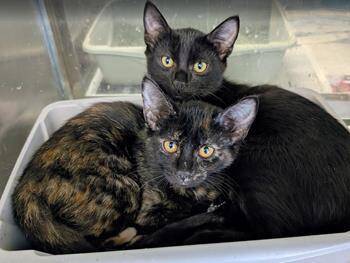 Domestic Short Hair Cats Available for Adoption in Fairfax, Virginia - Moriarty | PetCurious