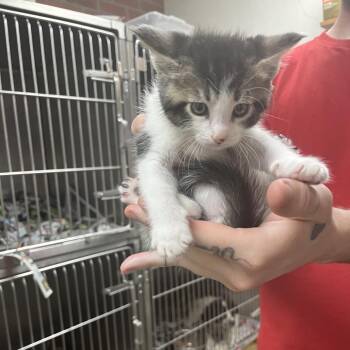 Einstein -  Domestic Short Hair Cat for Adoption in Birmingham, Alabama - Einstein | PetCurious