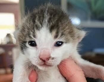 Puck -  Domestic Short Hair Cat for Adoption in Newaygo, Michigan - Puck | PetCurious