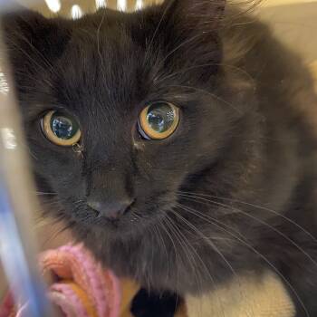 Rescue Domestic Short Hair Cats for Adoption in Waldorf, Maryland - Blueberry | PetCurious