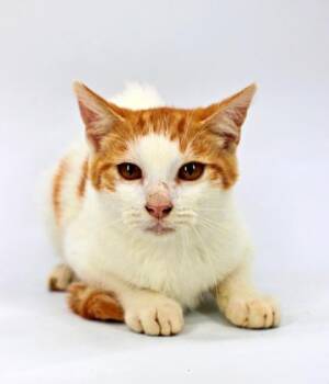 Sunkist -  Domestic Short Hair Cat for Adoption in Morton Grove, Illinois - Sunkist | PetCurious