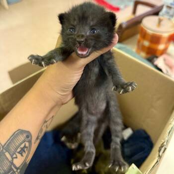 Mel -  Domestic Short Hair Cat for Adoption in Fort Smith, Arkansas - Mel | PetCurious