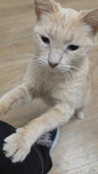 Finn Sunfire -  Domestic Short Hair and Tabby Cat for Adoption in Chandler, Arizona - Finn Sunfire | PetCurious