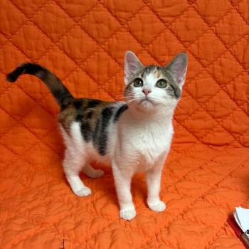 Emerald Jade Green Ball -  Domestic Short Hair Cat for Adoption in Waterloo, Iowa - Emerald Jade Green Ball | PetCurious