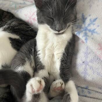 Lilith -  Domestic Short Hair Cat for Adoption in Campbellsville, Kentucky - Lilith | PetCurious