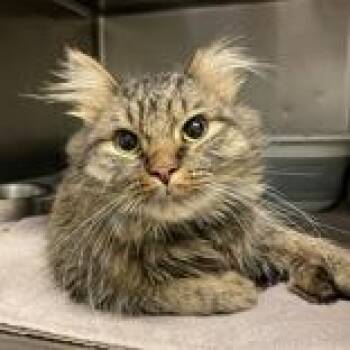 Fluff - Butler Campus -  Domestic Long Hair Cat for Adoption in Flagstaff, Arizona - Fluff - Butler Campus | PetCurious