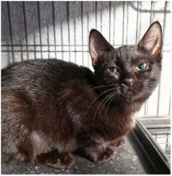 Dog Hair -  American Shorthair Cat for Adoption in Eugene, Oregon - Dog Hair | PetCurious