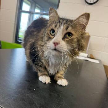 Domestic Long Hair Cats Available for Adoption in Ponca City, Oklahoma - Lucy | PetCurious
