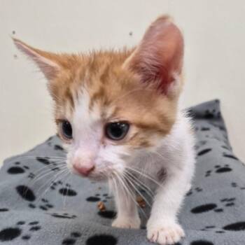 Peter -  Domestic Short Hair Cat for Adoption in Fort Bragg, California - Peter | PetCurious