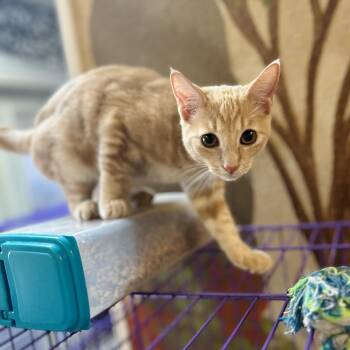 Rescue American Shorthair Cats for Adoption in Seguin, Texas - Pantera | PetCurious